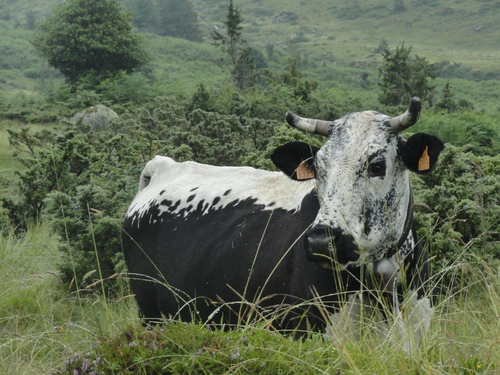 Animaux domestiques en estive