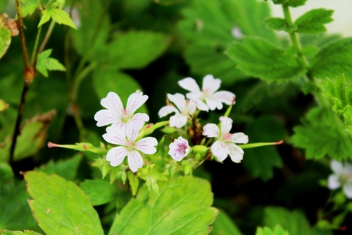 Drôle de géranium