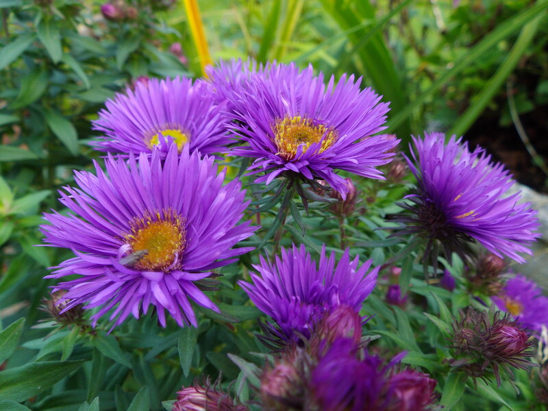 un tour de couleur au jardin