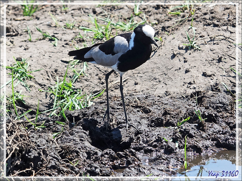 Vanneau armé, Blacksmith Lapwing (Vanellus armatus) - Safari nautique - Parc National de Chobe - Botswana