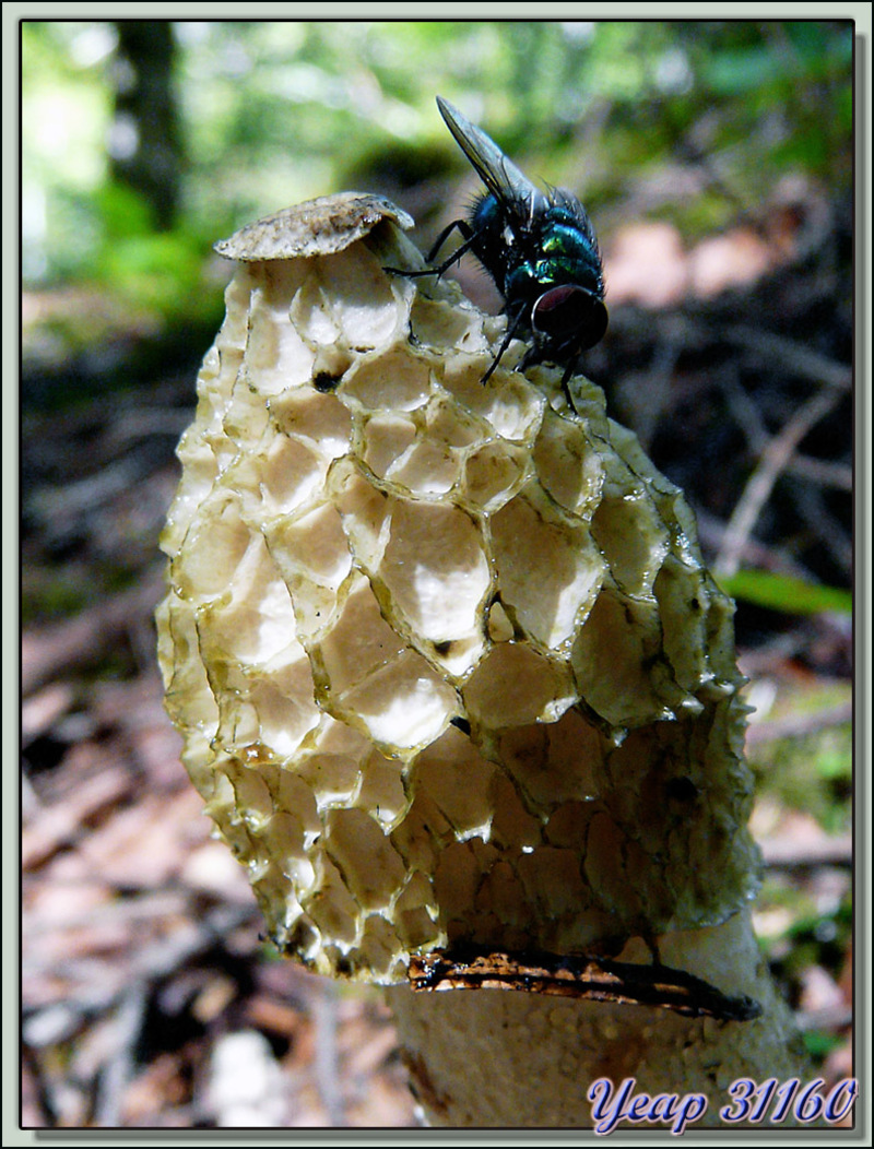 Satyre puant ou phallus impudique (Phallus impudicus) et mouche des cadavres - Melles - 31  (Flore) 