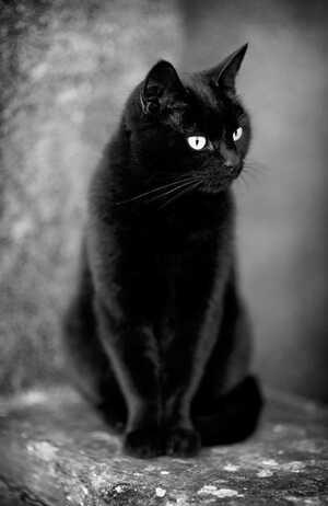 Portraits de chats noirs