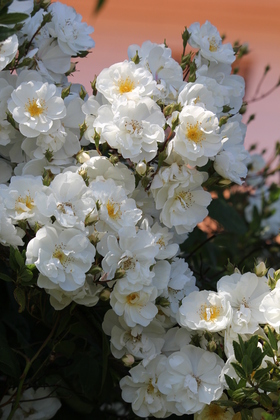 rosier liane blanc 'Bobbie James' de Sunningdale nurseries