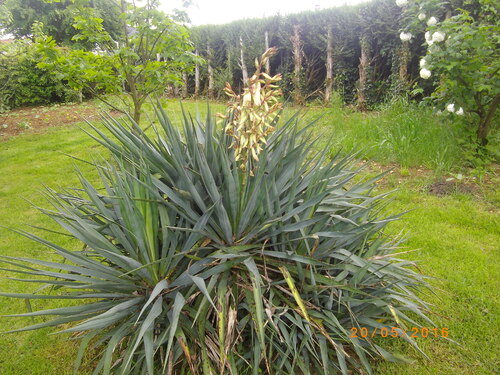 FLEURS..FRUITS..ARBRES ET LEGUMES........