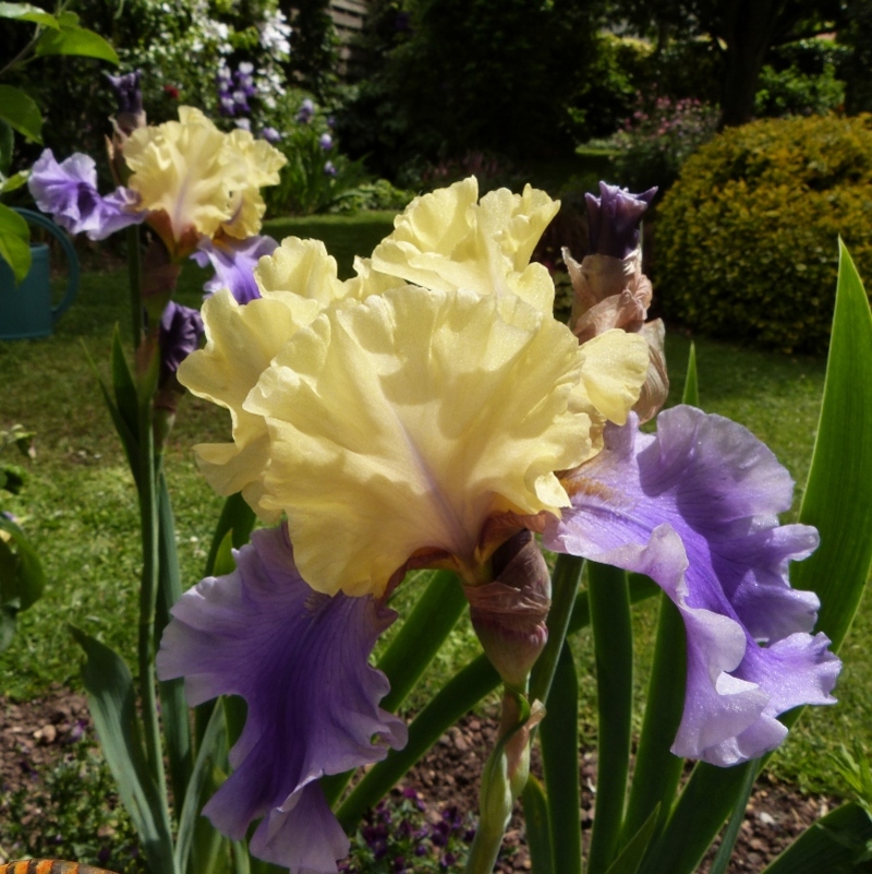 L'iris de jardin Edith Wolford...