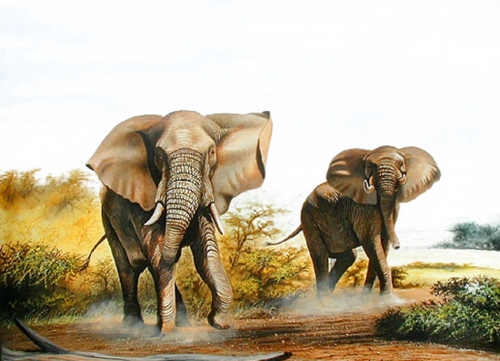 Dessins Éléphants