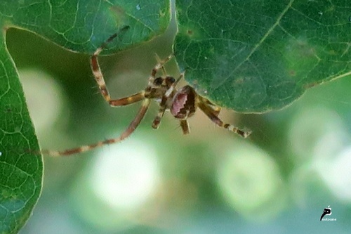 Araneus diadematus mâles en goguette