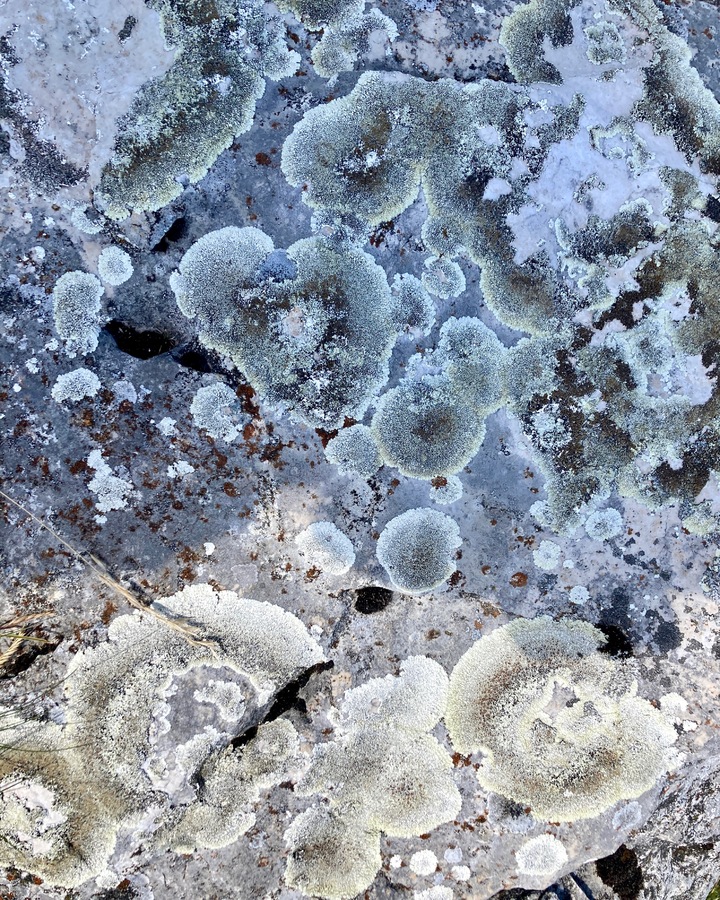 Papier peint façon lichens