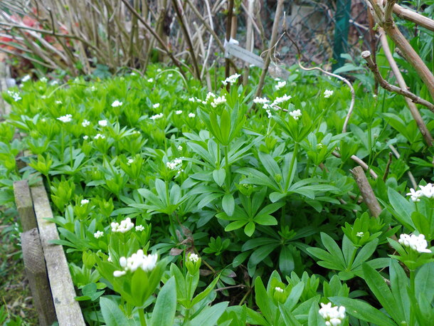 un petit tour au jardin