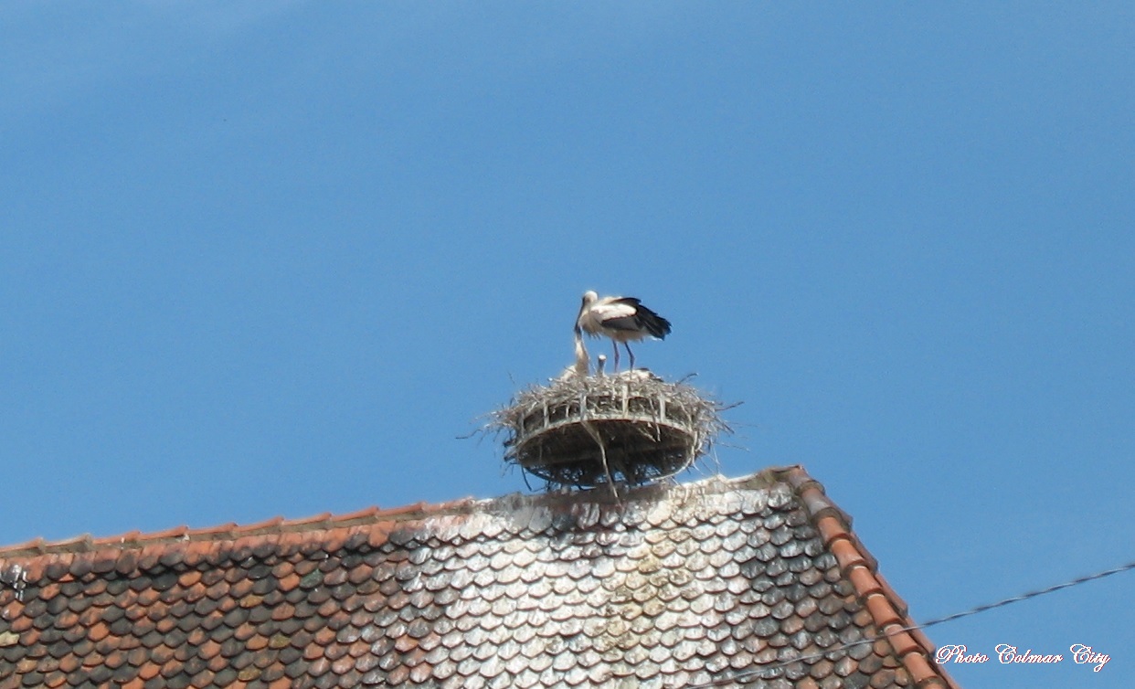 Colmar : Les cigognes des Catherinettes