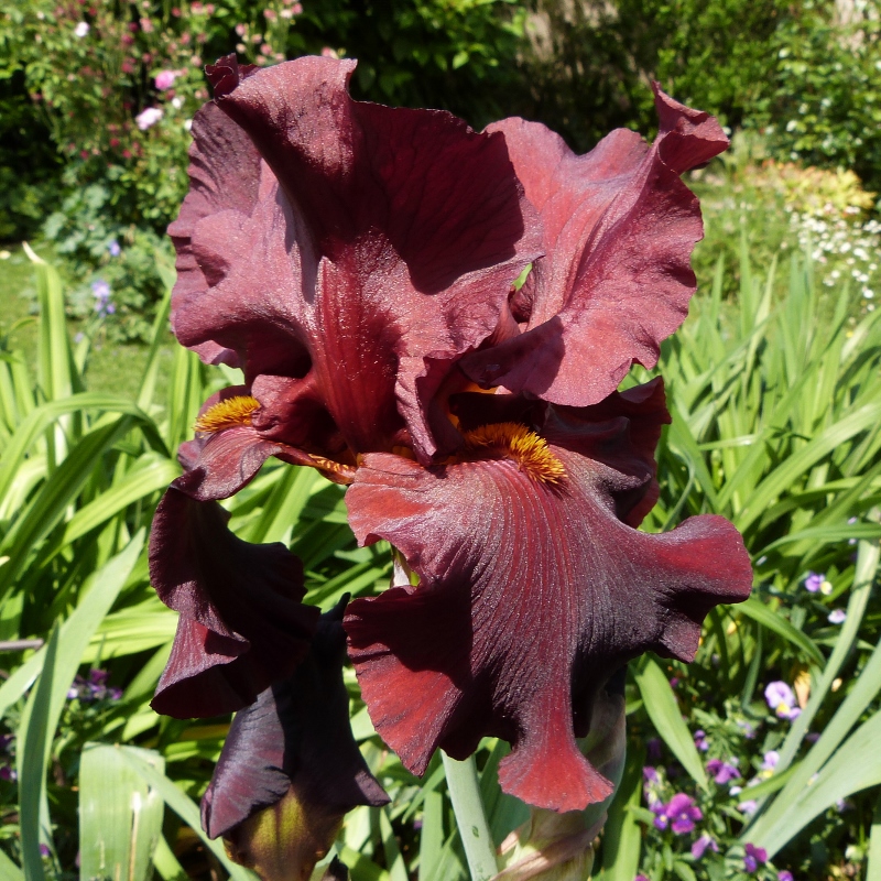 L'iris de jardin Dynamite...
