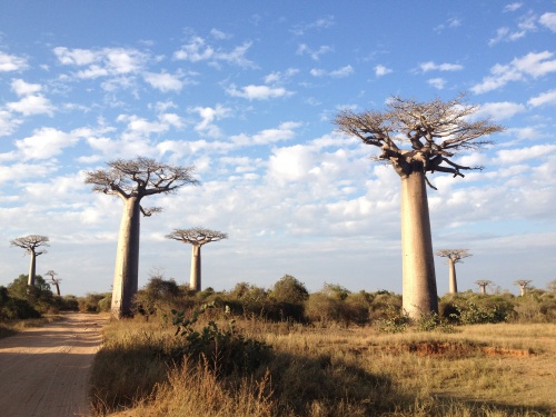 Allée des Baobabs!