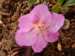 Identification par les fleurs !