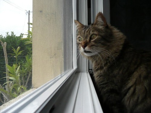 Fenêtre, moustiquaire et chats - Le blog d'Eowin et de Colibri