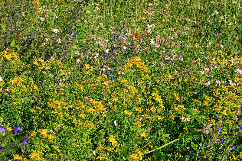 à fond dans les herbes...