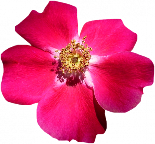 Tube fleur, tube roses