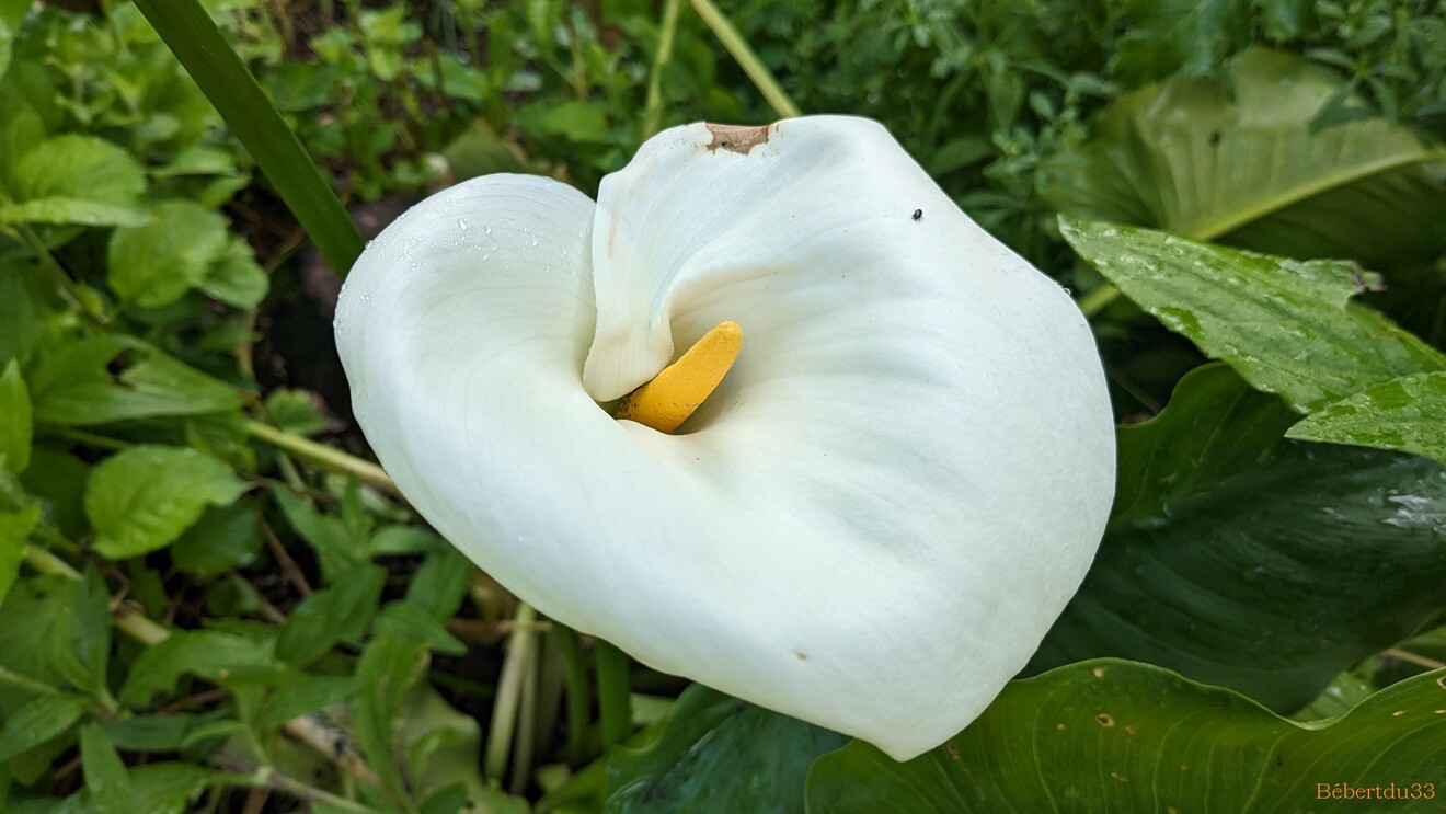 Nos fleurs du jardin - 3