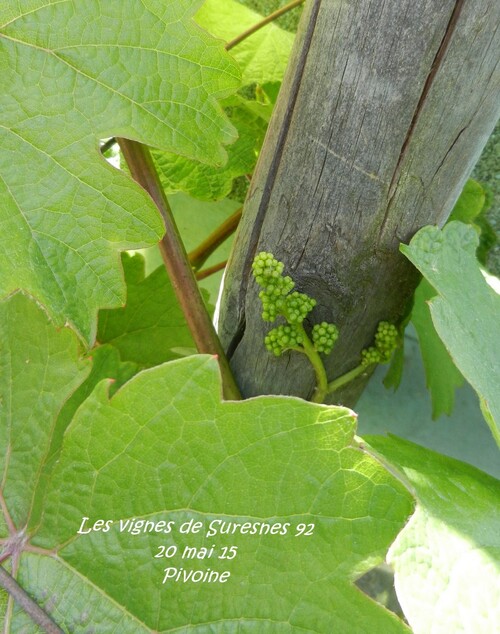 LA VIGNE DE SURESNES 92