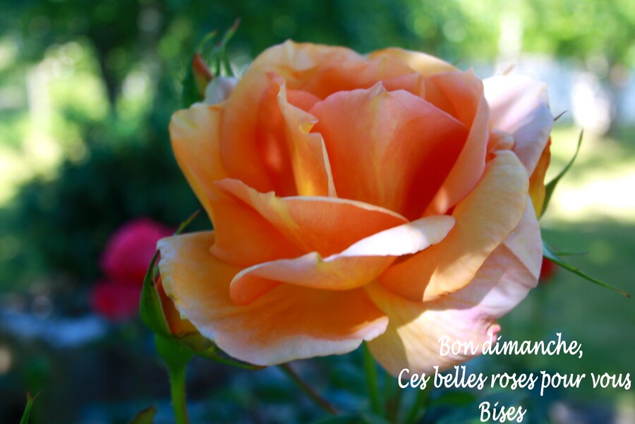 Bon dimanche, avec de belles roses !!!
