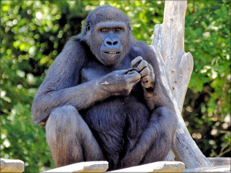 Photo du Gorille des Plaines - Zoo de la Palmyre