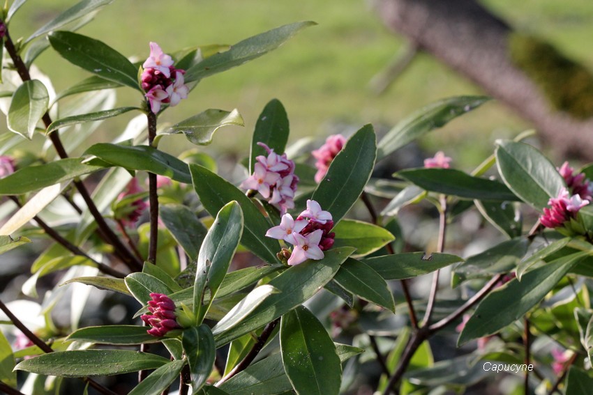 Hiver et...printemps...