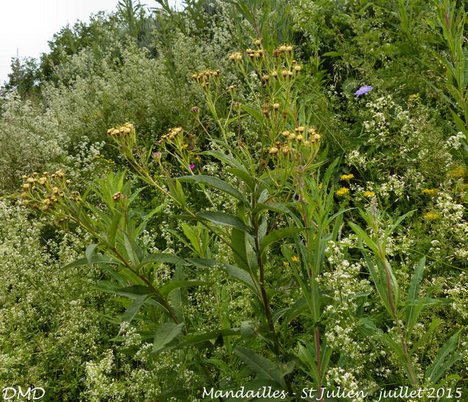 Senecio cacaliaster  -  séneçon fausse cacalie