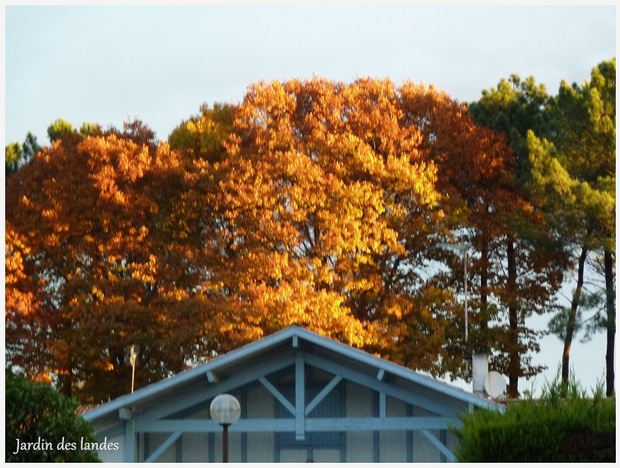 Photos d'automne au jardin.