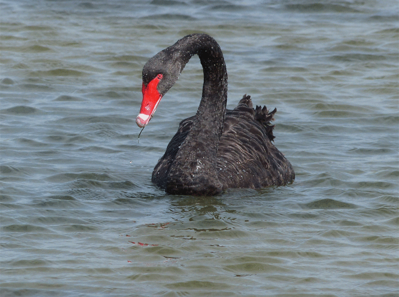 Cygne noir, Black swan (Cygnus atratus) - Ars-en-Ré - Ile de Ré - 17