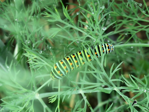 Chenille du Machaon (Papilio machaon) 
