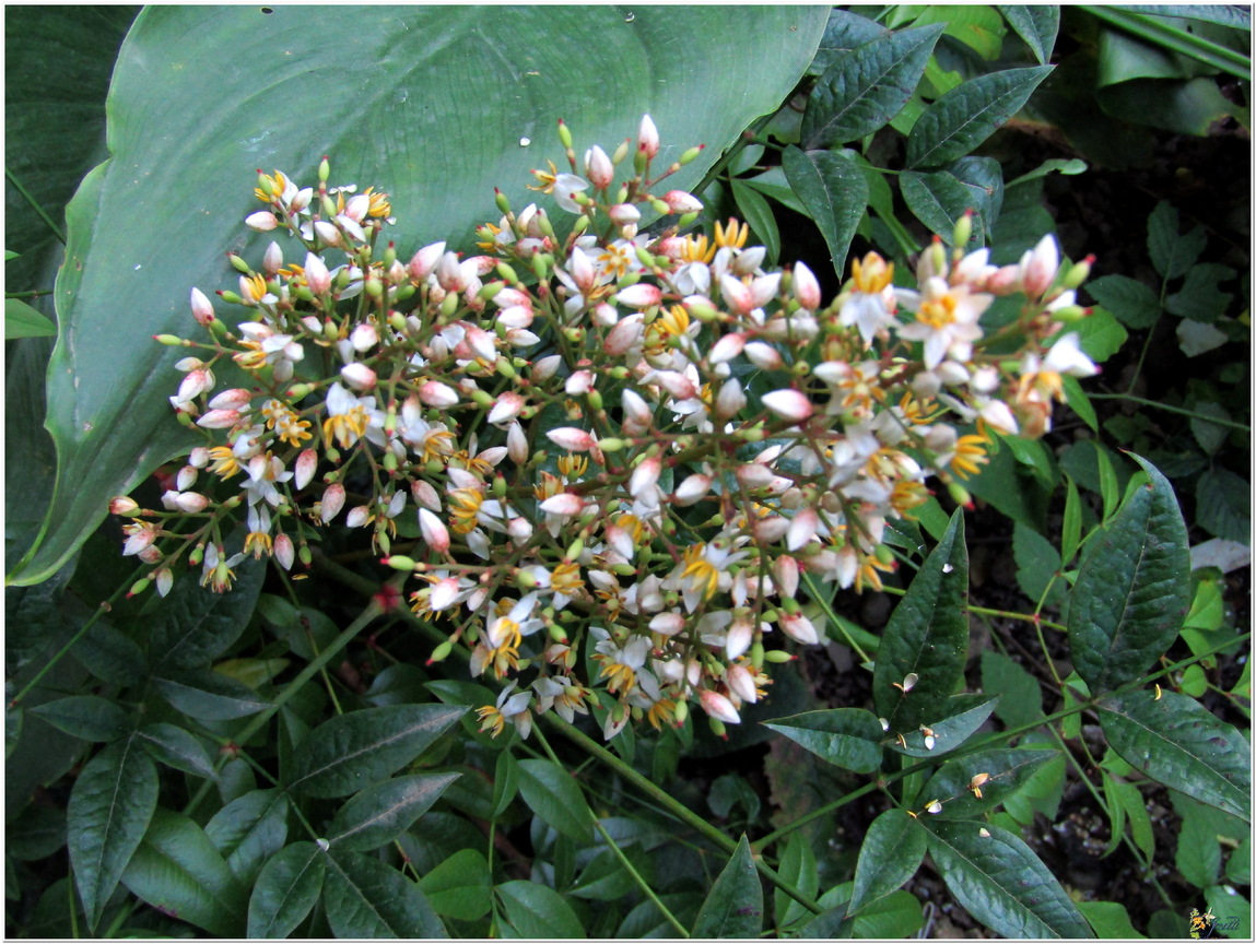 MON JARDIN - DES FLEURS 