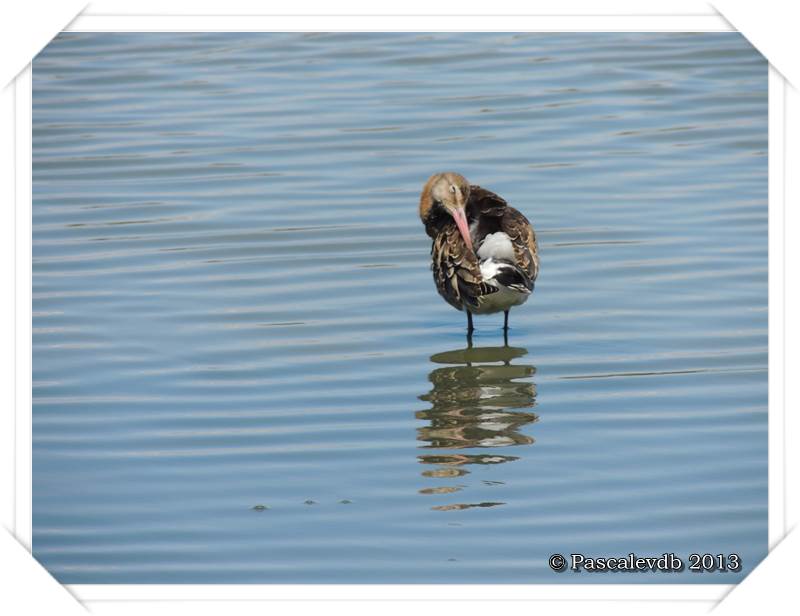 Pause ornithologique estivale au Teich - 9/12