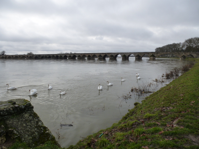 LE  LAC  DES  CYGNES  A  BEAUGENCY