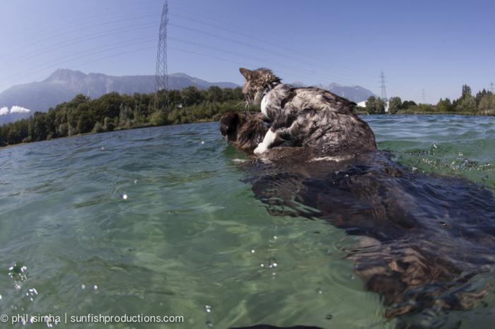 La baignade du chat, attraction à la gouille d'Ollon