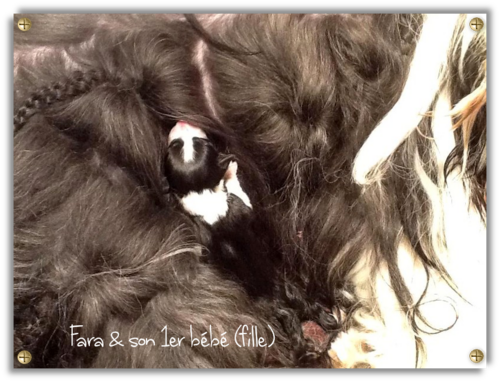 ♥ Fara Fawcet * petite-fille d' Athos* & ses bébés ♥