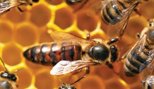 L'essaimage des abeilles