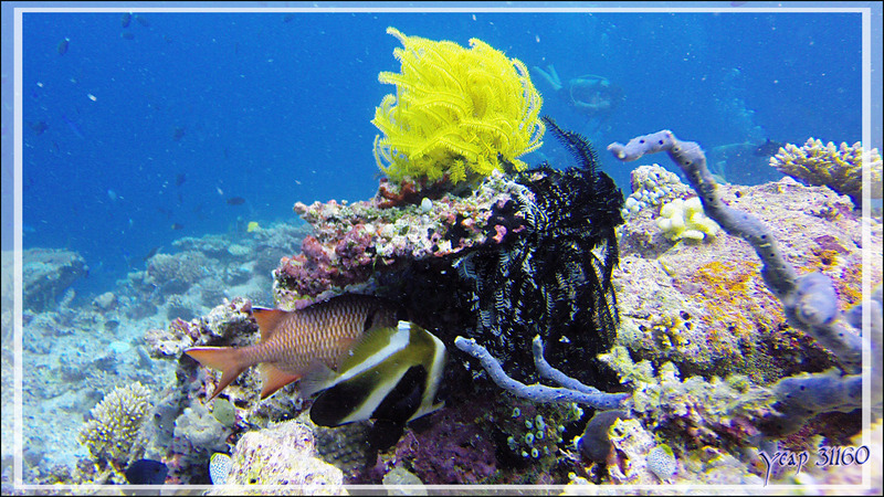 Comatule de Schlegel jaune en compagnie de divers autres organismes aquatiques - Kuda Faru Thila - Atoll d'Ari - Maldives