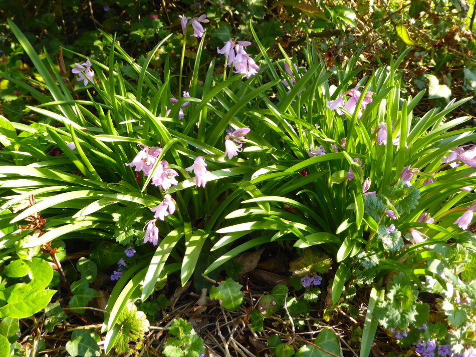 Pause avec les dernières fleurs