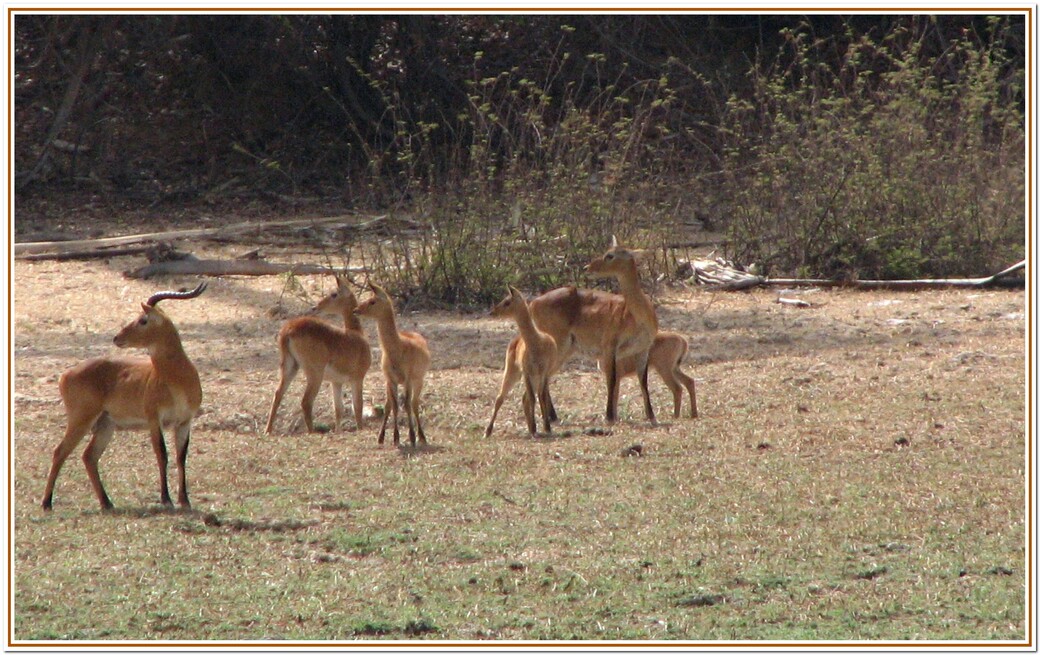 PARC DE NIOKOLO KOBA SENEGAL  