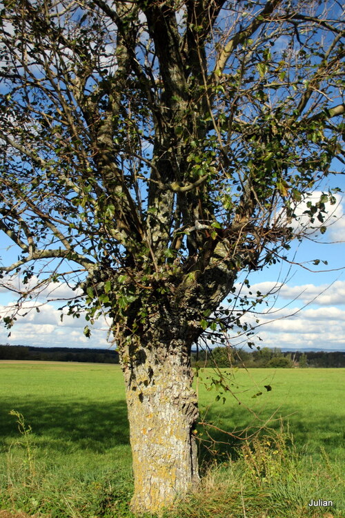 Des arbres