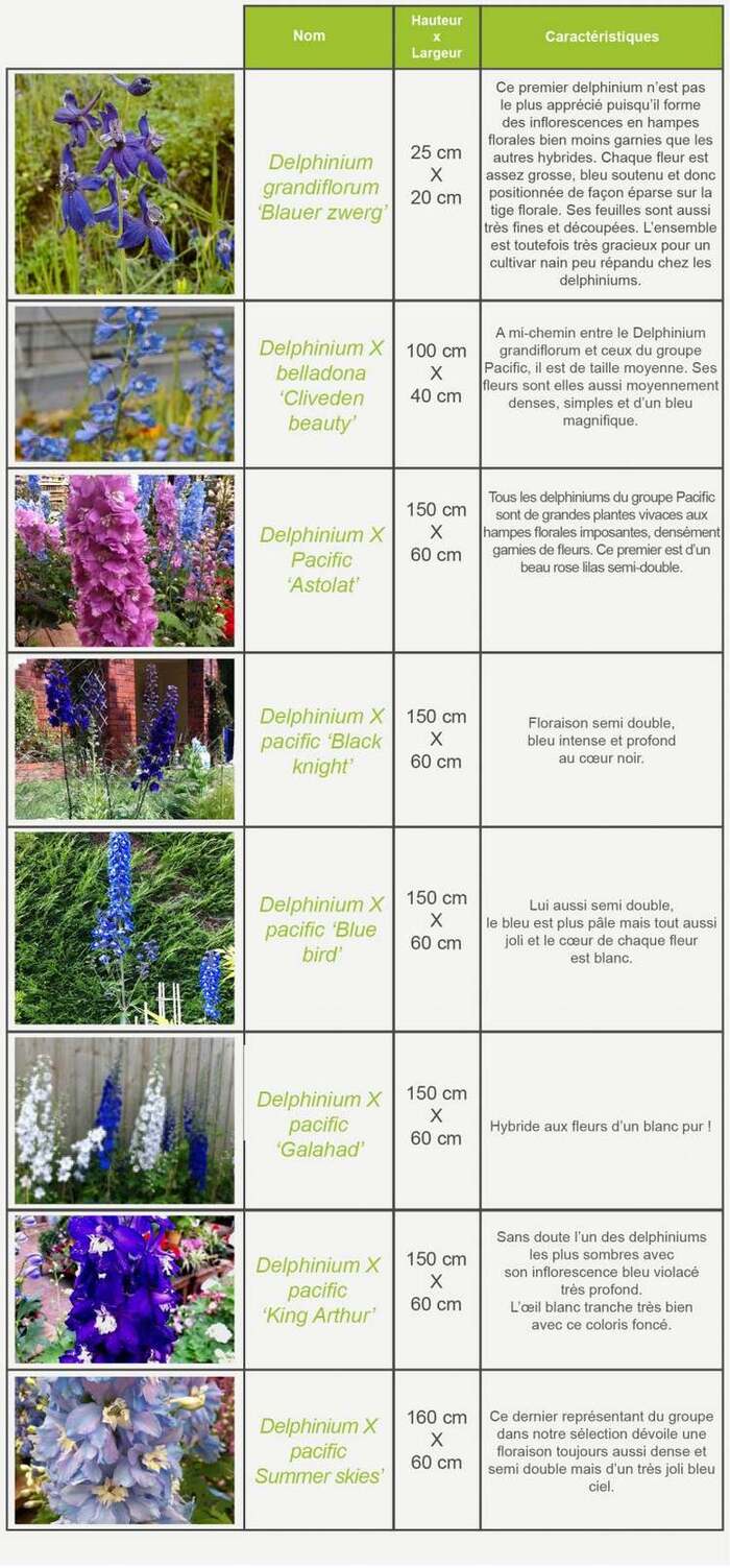 Fleurs cultivées : Delphinium