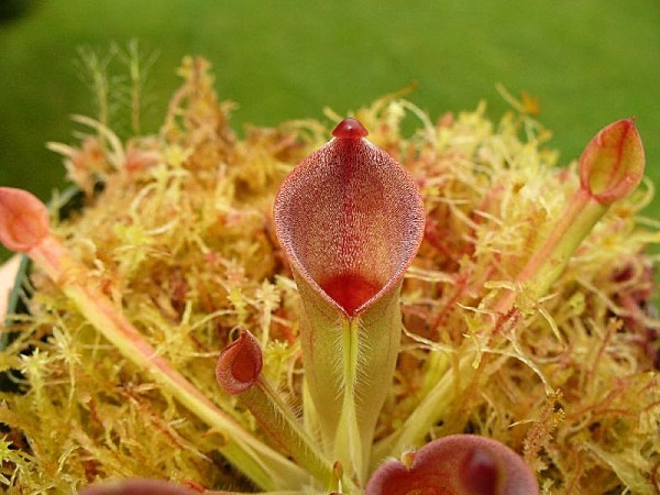 Heliamphora_minor_2_by_dom1234.jpg