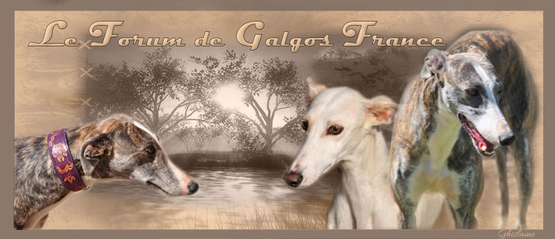 Cadeaux faits sur mon forum pour Galgos France