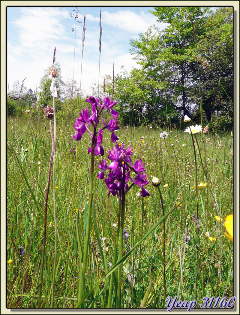  Orchis à fleurs lâches (Anacamptis laxiflora) - Aurignac - 31  (Flore)