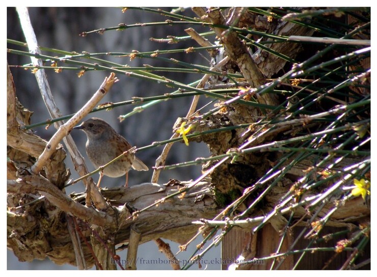 Accenteur Mouchet du jardin 