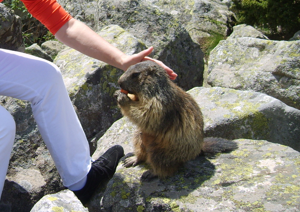 les Marmottes par Lili - Lili qui caresse la marmotte ... 