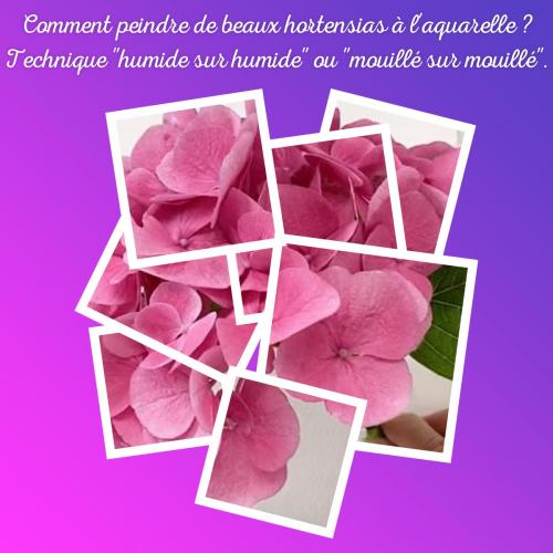Dessin et peinture - vidéo 3823 : Comment peindre un hortensia par la technique " humide sur humide" ? - aquarelle.