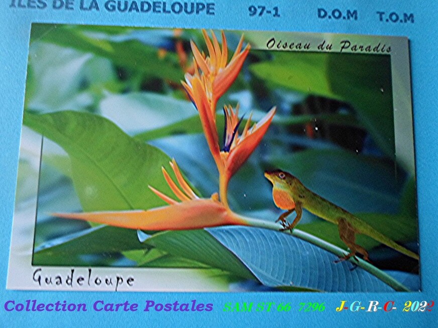 CARTE POSTALE:  6/6  DPT  971  GUADELOUPE  D  09-03-2024