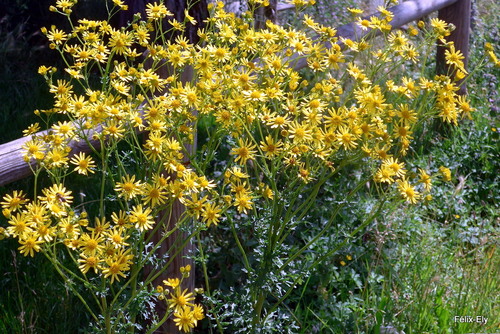Des fleurs jaunes ...