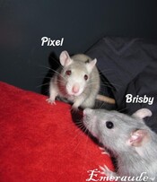 Photo Rat, Pixel et Brisby - 08.06.11