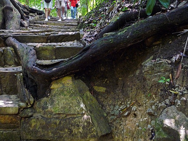 Jour 7 Palenque sentier forêt racine